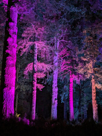 sound & colour inspo at bedgebury light trail
